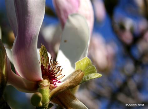 Alaktan/ virág / – petaloid porzó | Plantarium