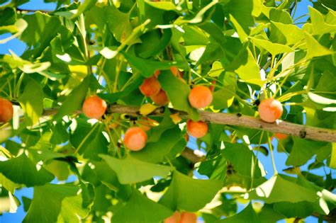 银杏果怎么处理才能吃（教你日常最实用的处理方法及食用禁忌） – 碳资讯
