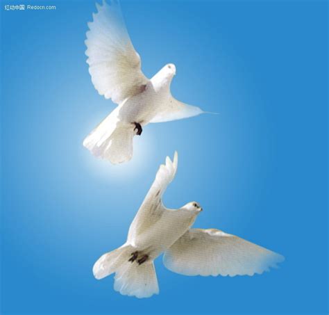 鸽子图片-两只白色的鸽子素材-高清图片-摄影照片-寻图免费打包下载