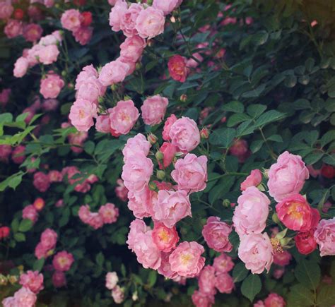 唯美的郁金香花圃摄影-植物-3g电脑壁纸图片