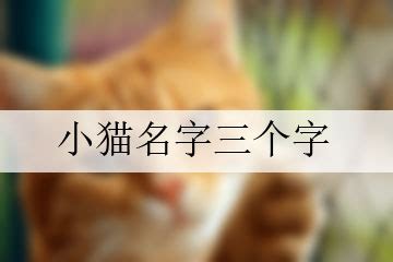 怎样才能让猫咪记住自己的名字_-如何快速让猫咪记住自己的名字-湖南宠物网