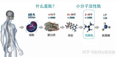五肽-18/亮啡丝肽可减少神经递质的释放-杭州固拓生物科技有限公司