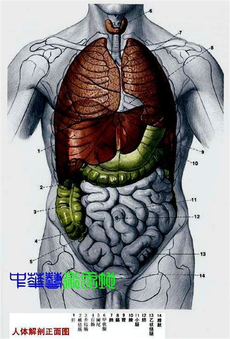 [转]最全人体内脏结构图（医学图谱）--[医学普及] – 【人人分享-人人网】