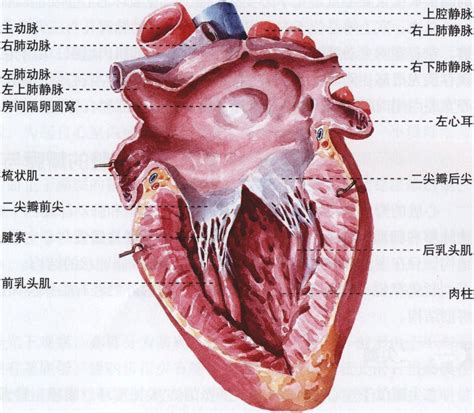 心脏的心房与静脉之间有静脉瓣吗_挂云帆