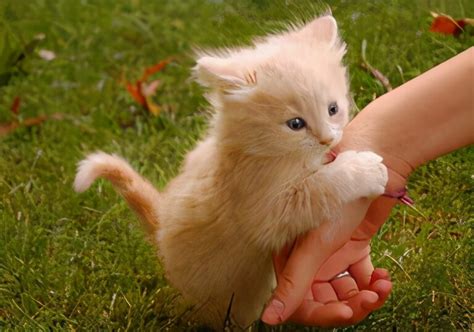 猫喜欢舔人手是为什么（猫咪舔人代表的含义） - 胖萌舍宠物网