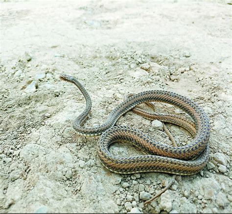 蛇类稀缺物种：喜玛拉雅山白头蛇，原始毒性非常强-搜狐大视野-搜狐新闻