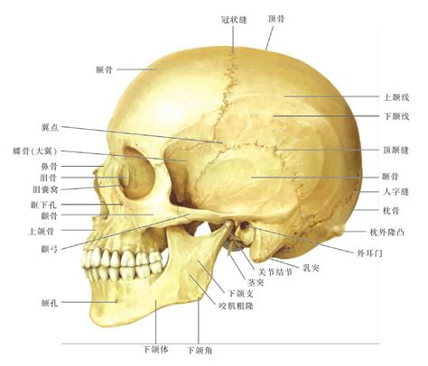 图1-19 颅骨侧位像-人体解剖学标本-医学