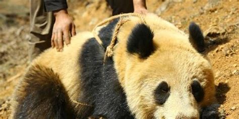 熊猫吃竹子高清图片下载-正版图片501313470-摄图网