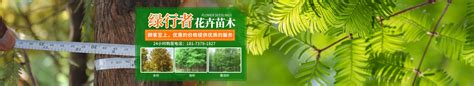 【图文】武汉苗木种植的养护措施 - 湖北天工园林景观艺术工程有限公司
