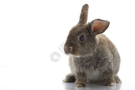 灰兔动物农业毛皮野兔乐趣灰色宠物耳朵白色沙拉高清图片下载-正版图片321791684-摄图网