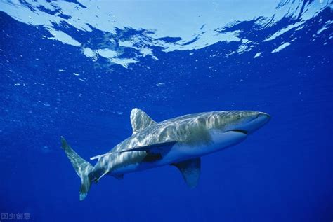 十大凶猛鲨鱼排行榜，世界上最凶猛的鲨鱼你知道吗！