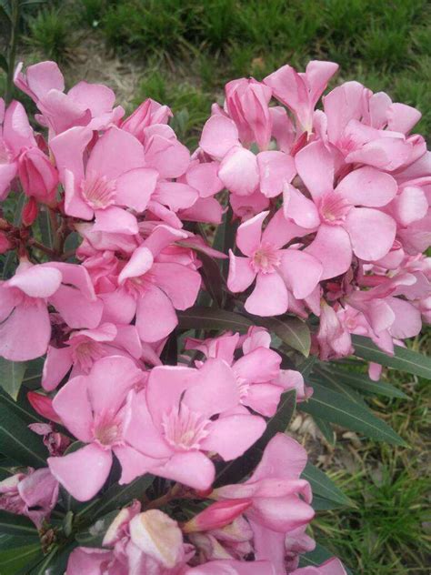 有毒的花是什么花（这7种"有毒"花"最受欢迎"，开花艳丽惹人注目，真不错！） | 说明书网