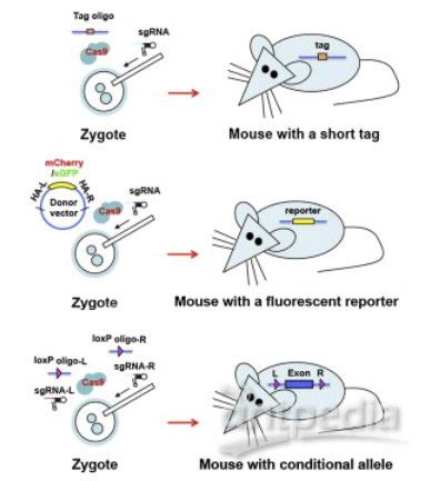 CRISPR/Cas9介导的p53及Pten基因双敲除可加速成年HBV转基因小鼠的肝癌发生-搜狐大视野-搜狐新闻
