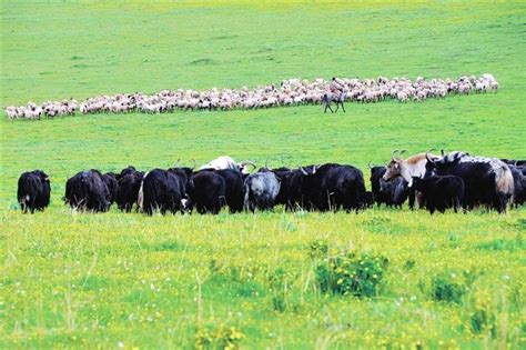 甘南州：推动牦牛产业高质量发展-甘南藏族自治州工业和信息化局