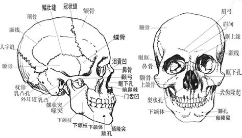 图3-23 颅骨连接(侧面)-基础医学-医学