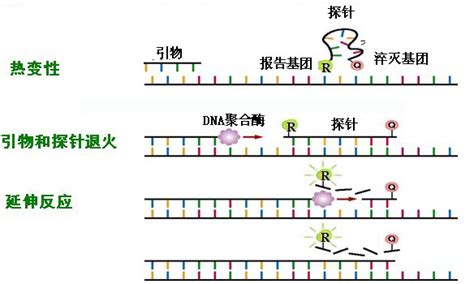 实时荧光定量PCR——TaqMan探针法及设计原则PPT_word文档在线阅读与下载_无忧文档