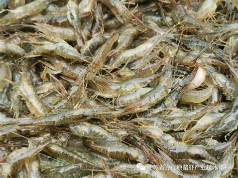 江苏无锡推广示范基地开展小龙虾-青虾混养试验_虾类专题（龙虾专题）_水产养殖网