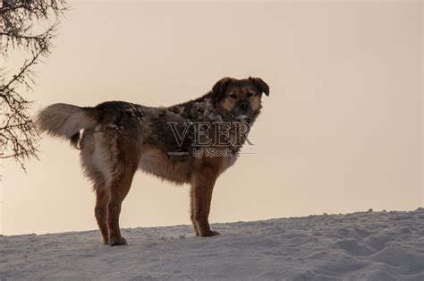院子里的狗。冬天雪地上霜冻森林里的四足朋友。忠诚照片摄影图片_ID:353338182-Veer图库
