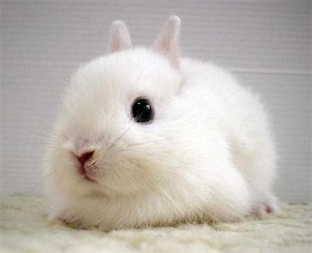 兔子的名字高雅而好听 高雅而好听的兔子的名字推荐_知秀网