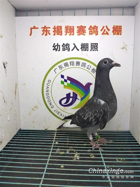 研究鸽子的身体结构-中国信鸽信息网相册