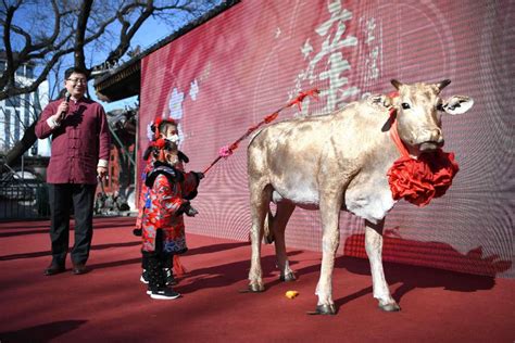 立春了！北京古观象台“鞭打春牛”迎新春-人民文旅网