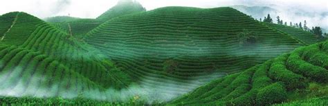 格戈 的图像结果