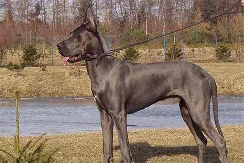 世界上的巨型犬，竟然可以当马骑|巨型犬|竟然|阿拉斯加_新浪新闻