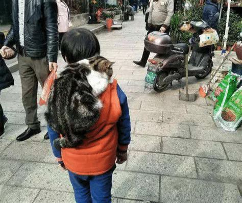 小孩背的逼真猫型书包很好看，走近一看，这包一般人还真没法背|猫咪|猫|小孩_新浪新闻