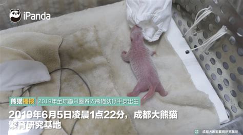 大熊猫耳朵被咬成V形 - 哈尔滨日报2023年04月24日 第06版:国内 数字报电子报电子版