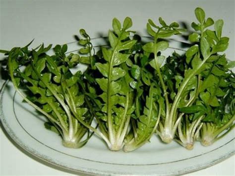 芨芨菜图片