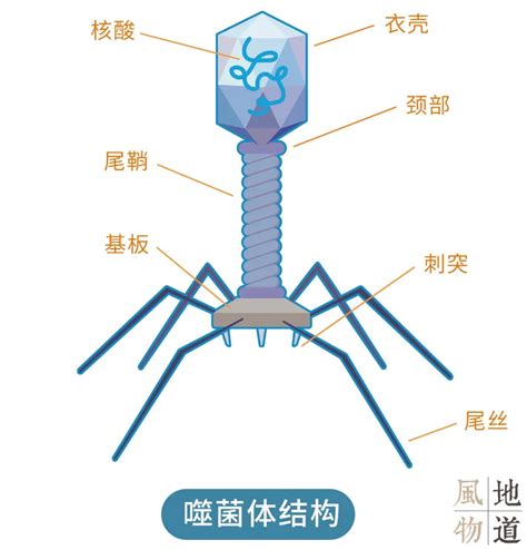T2 噬菌体病毒模型_课程中心_3D One官网www.i3done.com