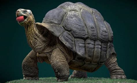 世界上最大的巨型乌龟, 古巨龟重达两吨