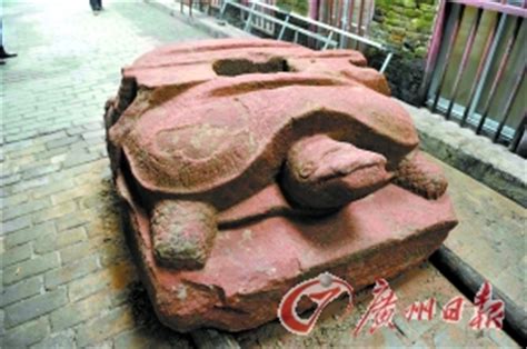 陕西陆龟高清图片下载_红动中国