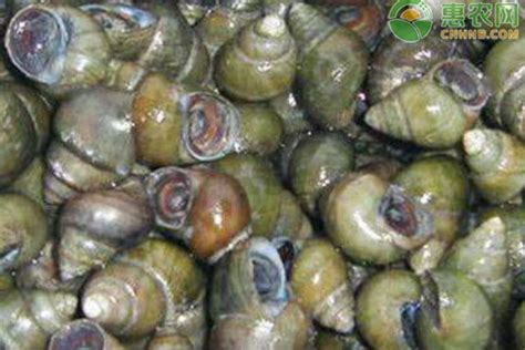 大量供应白贝壳 纯白贝壳白椰贝 天然海螺贝壳毛壳250克一份-阿里巴巴