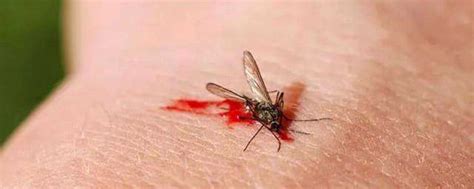 科普：蚊子过多的叮咬固定人群 真的是因为能够辨别血型？