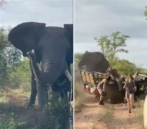 南非一头大象发狂掀翻吉普车 车上三名实习导游惊恐逃命