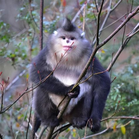 “国宝”滇金丝猴 长得最像人 全球仅存3500只_猴子