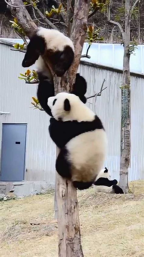 熊猫打架的四种招式，你学会了吗_腾讯视频