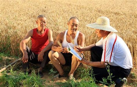 农业农村部办公厅关于2019年中国农民丰收节有关事项的通知-海峡乡村网