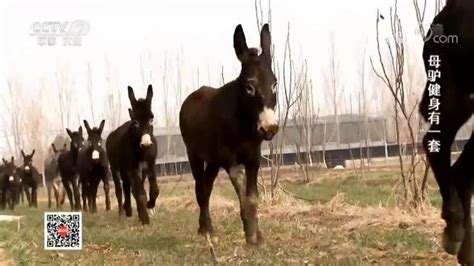 母驴开始做运动，养殖户寻找新方法，开始驴的健康生活_腾讯视频