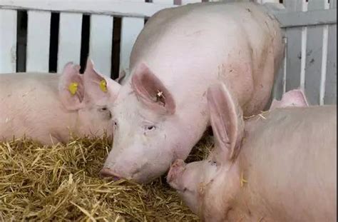 执业兽医网-猪病-规模化猪场母猪发情配种技术