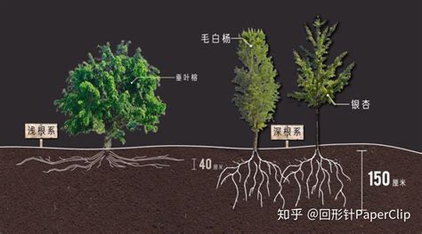植物根系的生长特点 – 微语农言