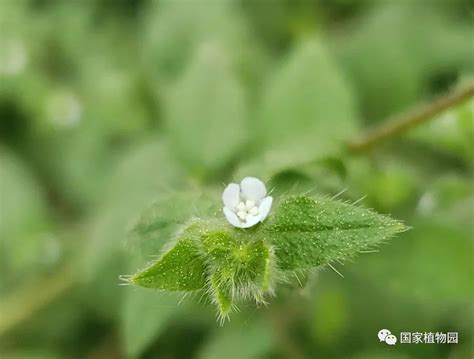 盾果草图片