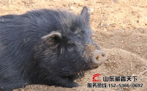 西藏香猪市场需求 - 藏香猪引种首选山东藏香天下