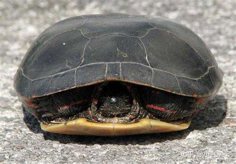 布氏拟龟：一种脖子很长的乌龟（头部呈扁平状眼睛突出）_小狼观天下