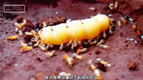 蚂蚁真的是二维生物吗？听完科学家的解释恍然大悟_人类_时间_食物