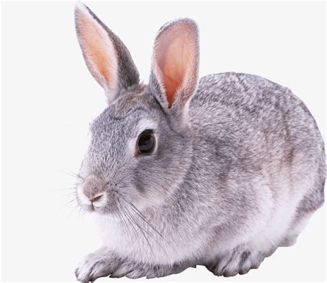 家养灰色兔子jpg图片免费下载_编号5vdphokov_图精灵