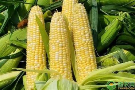 山东玉米最新价格是多少钱一斤?当前玉米市场行情是怎样? - 惠农网