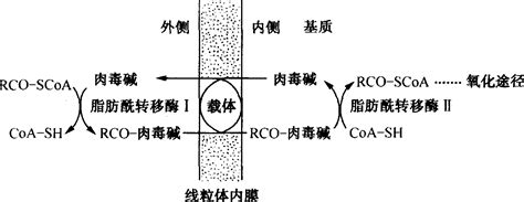 中链甘油三酯（MCT）的特点及注意事项--杭州疆鼎化工有限公司
