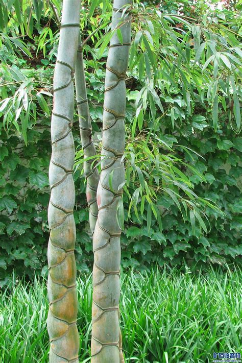 龟甲竹-常见园林植物-图片